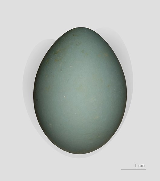 File:Aigrette garzette MHNT.jpg