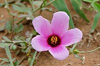 Hibiscus microcarpus