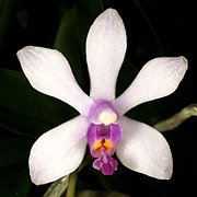 Phalaenopsis wilsonii