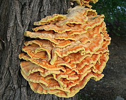 Laetiporus sulphureus.