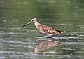 * Nomination Short-billed dowitcher in Jamaica Bay Wildlife Refuge --Rhododendrites 00:11, 18 August 2021 (UTC) * Promotion  Support Good quality. --Stepro 01:43, 18 August 2021 (UTC)