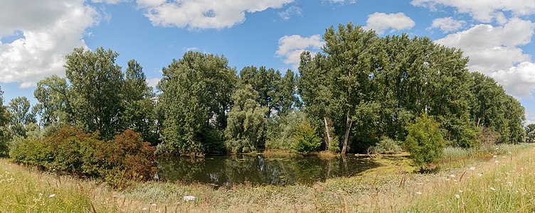 Alluvial forest at the Albkanal Eggenstein-Leopoldshafen