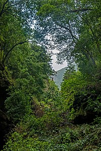 Laurel forest Barranco del Agua La Palma