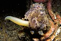 Doris pseudoargus Mollusk
