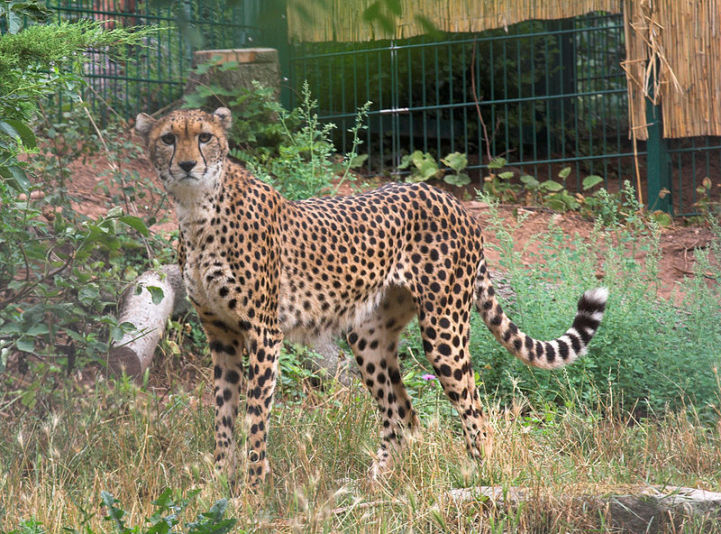 File:Gepard soemmeringii.jpg