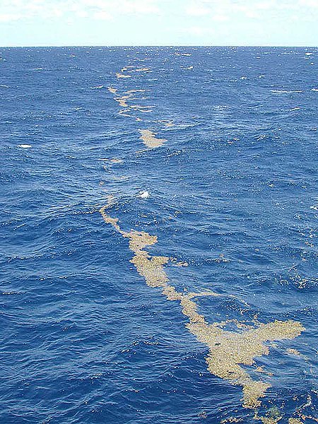 File:Lines of sargassum Sargasso Sea.jpg