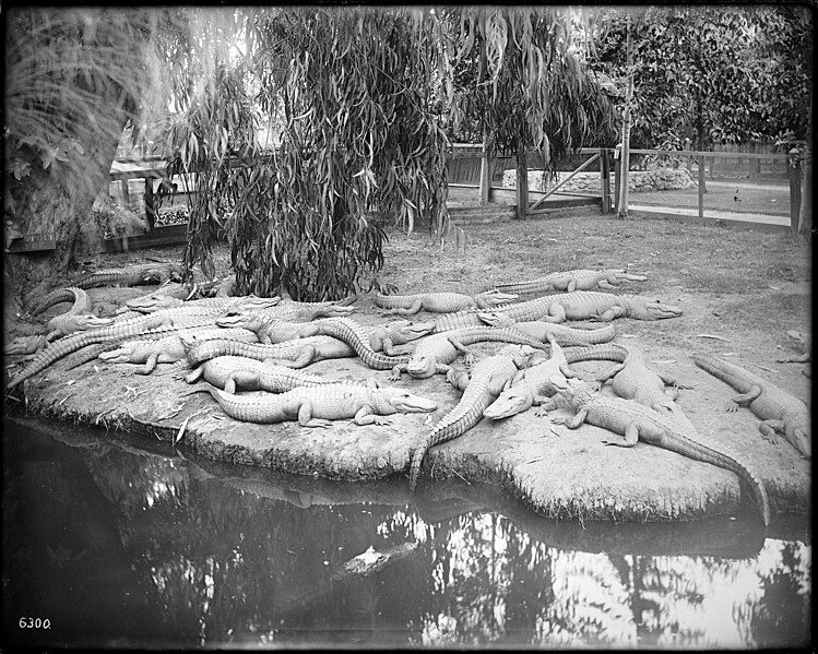 File:Los Angeles Alligator Farm (ca. 1907) 18.jpg