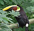 Chestnut Mandabled Toucan