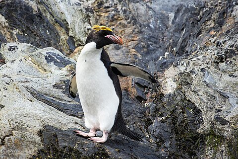 A macaroni penguin on some rocky terrain