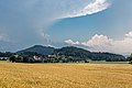 English: Rye field at Virunum Deutsch: Roggenfeld in Virunum