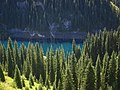 Forest near Kaindy Lake, southeastern Kazakhstan