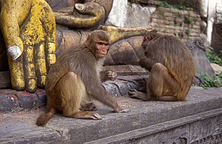 Macaca mulatta in Swayambhunath