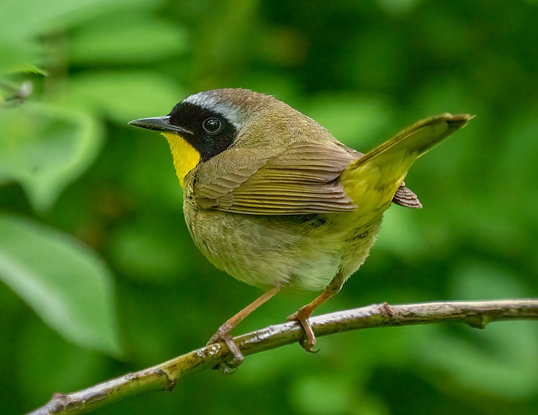 File:Common yellowthroat in PP (14155).jpg