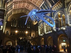 Whale skeleton in the Natural History Museum