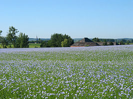 Grand-Reng (Belgium), linen (Linum usitatissimum) field in the springtime.