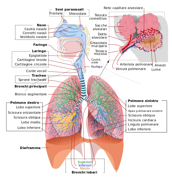 File:Respiratory system complete it.svg