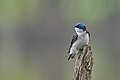 * Nomination Male Tree Swallow, perched. Keeney Cove, Glastonbury, CT USA --Pdanese 02:02, 06 May 2024 (UTC) * Promotion  Support Good quality. --Poco a poco 06:01, 6 May 2024 (UTC)