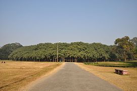 Acharya Jagadish Chandra Bose Indian Botanic Garden (Howrah)