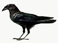 Corvus edithae (cat.)