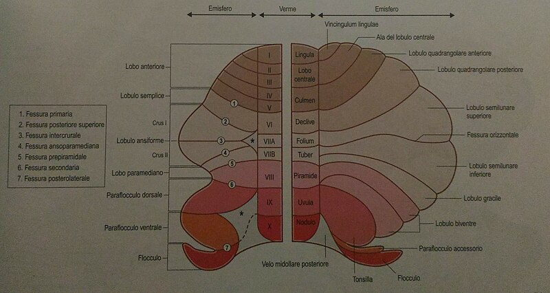 File:Lobuli e lobi del cervelletto.jpg