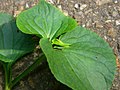 Sommerform: Blatt mit steriler Blüte