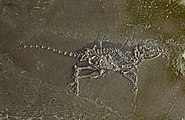 15 votes in Final; Macrocranion tupaiodon; Eocene, Messel, Germany; Staatliches Museum fur Naturkunde Karlsruhe. +/−