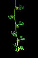 Medicago praecox