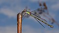 Weidenjungfer - Chalcolestes viridis oder Lestes viridis, Weibchen, Weibchen, am Bruchgraben in den Kirschgartshäuser Schlägen