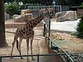 Parc Zoològic de Barcelona