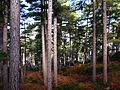 Pinus nigra subsp. salzmannii var. corsicana, Corsica
