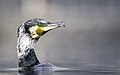 * Nomination the great cormorant in breeding plumage in taudaha lake. By User:Prasan Shrestha --Nirmal Dulal 05:01, 21 June 2024 (UTC) * Promotion  Support Good quality. --Ermell 05:23, 21 June 2024 (UTC)