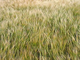 wheat field