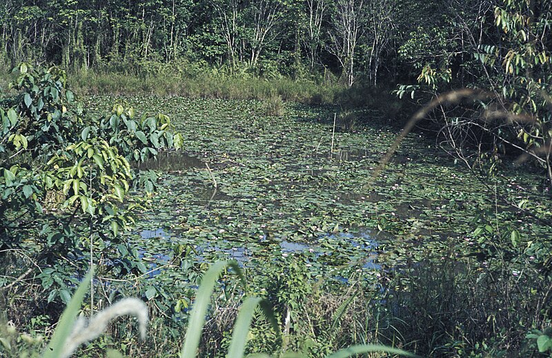 File:Borneo1981-044.jpg
