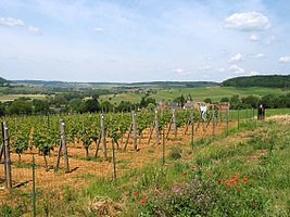 A grape field in Torgny