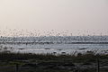 The Wadden Sea, Germany