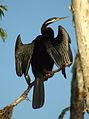 Australasian Darter