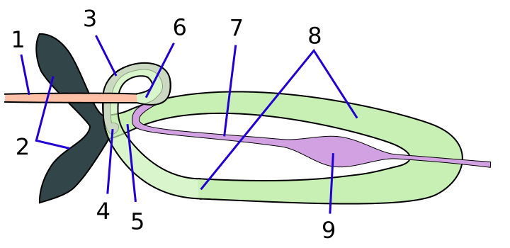 File:Filter chamber of Aleyrodidae.svg