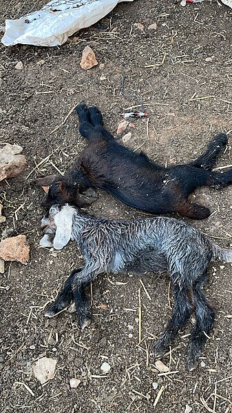 File:Sheeps killed by Israeli settlers in Al-Mughayyir, Ramallah.jpg
