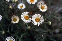 Erigeron modestus