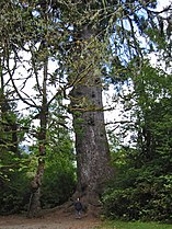 Sitka spruce, Lake Quinault