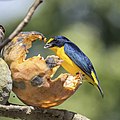 * Nomination Yellow-throated euphonia (Euphonia hirundinacea hirundinacea) male --Charlesjsharp 09:31, 12 April 2023 (UTC) * Promotion Good quality. --Peulle 11:35, 12 April 2023 (UTC)