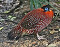 Tragopan temminckii (cat.)