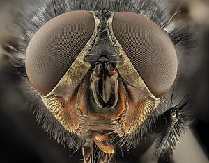 #8: Галава Calliphora vicina, выгляд сьпераду. – Пазначэньне аўтарства: USGS Bee Inventory and Monitoring Lab (flickr) (CC BY 2.0)