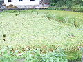 Lodging paddy rice, China