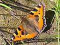 Kleiner Fuchs - Aglais urticae, am Bruchgraben in den Kirschgartshäuser Schlägen