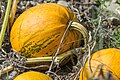 English: Pumpkin on a field Deutsch: Kürbis auf einem Acker