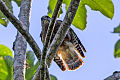 Buteo ridgwayi (cat.)