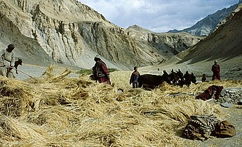 Threshing in countryside of Zanskar.