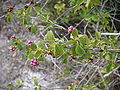 Lantana involucrata