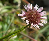 Erigeron alpinus